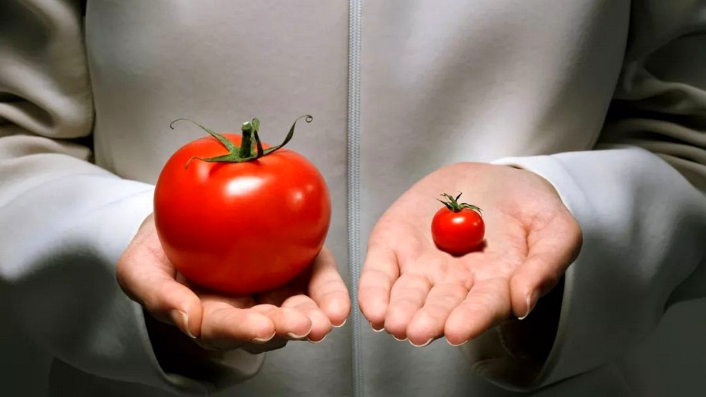 Genetiği Değiştirilmiş Organizmalar (GDO&rsquo;lar)